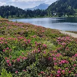 Edelweiss